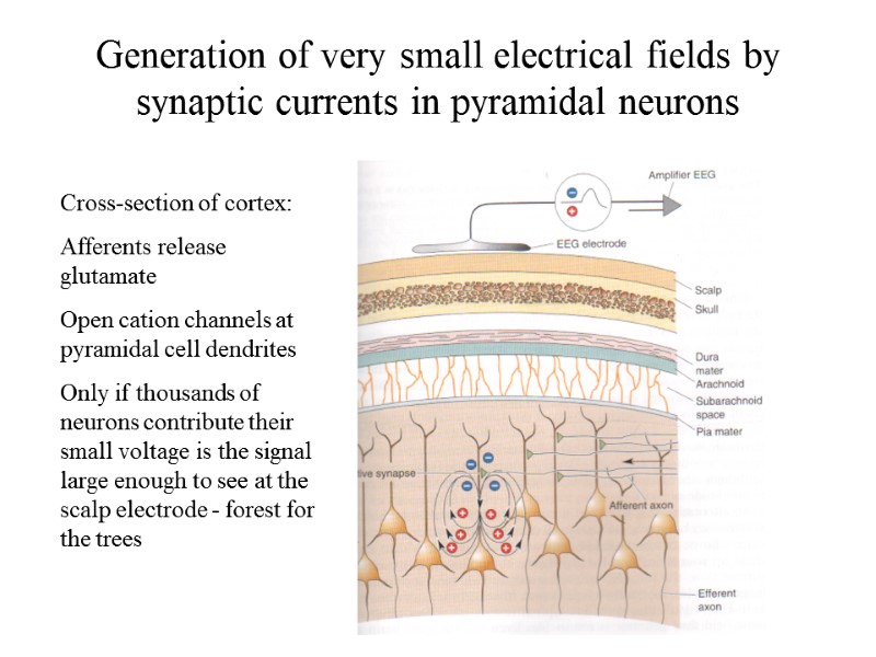 Generation of very small electrical fields by synaptic currents in pyramidal neurons Cross-section of